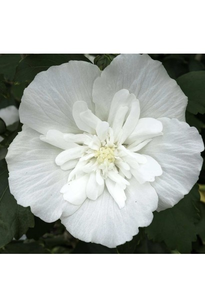 Ближній план квітки Hibiscus syriacus White Chiffon.
